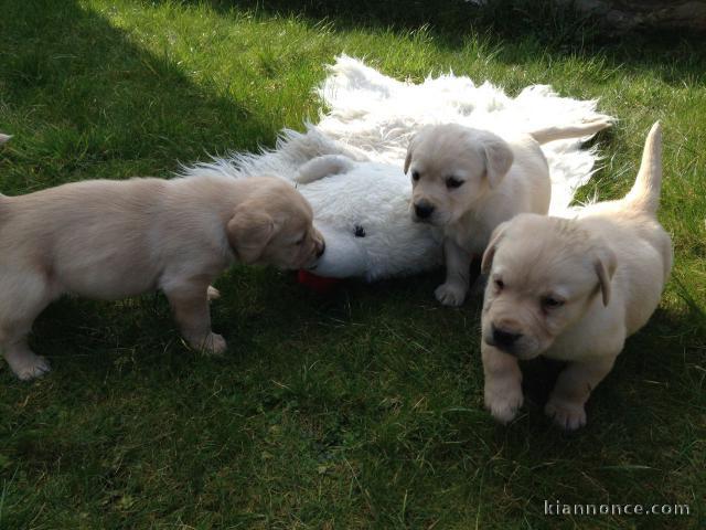 A DONNER CHIOTS LABRADORS