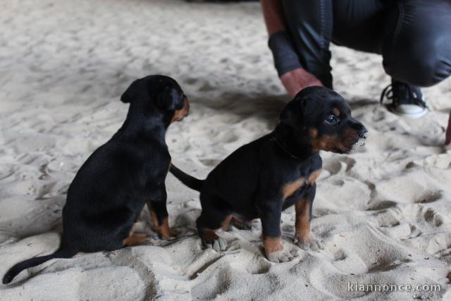 Chiots Dobermann A Donner