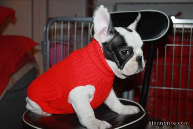 Adorables chiots Bouledogues français