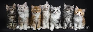  Superbes Chatons Maine Coon Pure Race Pedigree