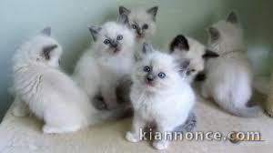 Superbes Chatons Ragdoll Pure Race