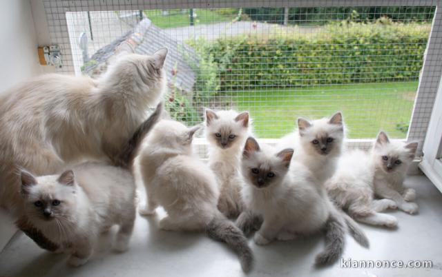 Magnifiques Chatons Sacré de Birmanie Pure Race