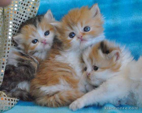   Adorables Chatons Persans Pure Race