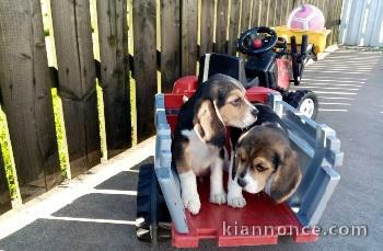 4 CHIOTS BEAGLES POUR COMPAGNIE