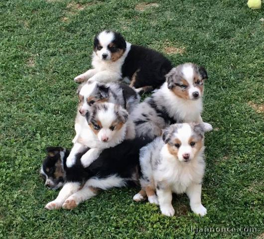 6 CHIOTS BERGER AUSTRALIEN (2 FEMELLES & 4 MÂLES)