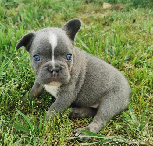 Chiots bouledogue français