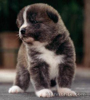 Disponible de chiot Akita inu trois mois