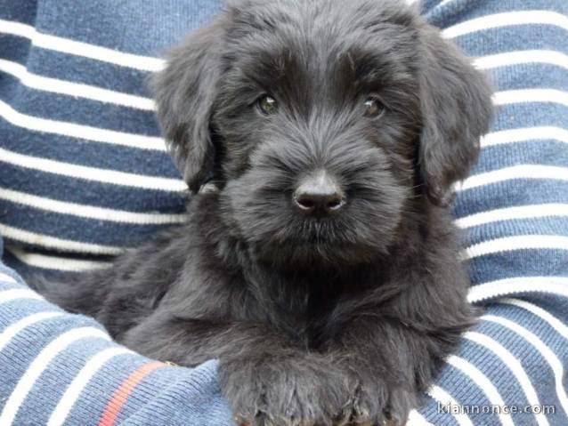 Disponible de chiot schnauzer trois mois