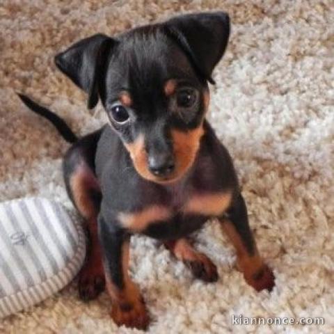 Disponible de chiots pinsch nains trois mois