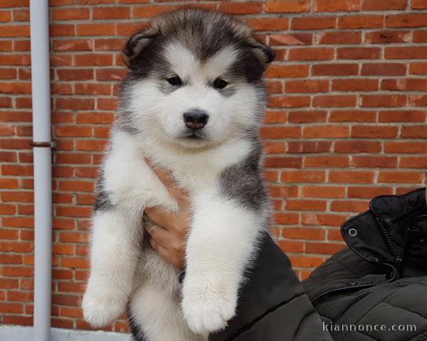 Disponible de chiot malamute trois mois