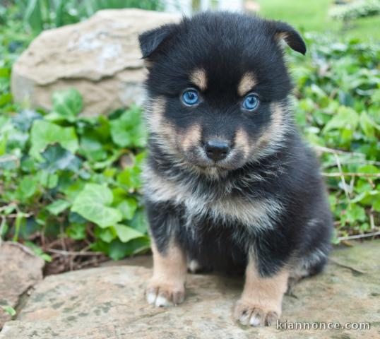 Disponible de suite magnifiques chiot pomsky