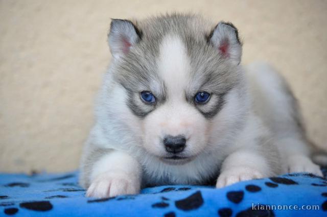 A donner  husky sibérien femelle