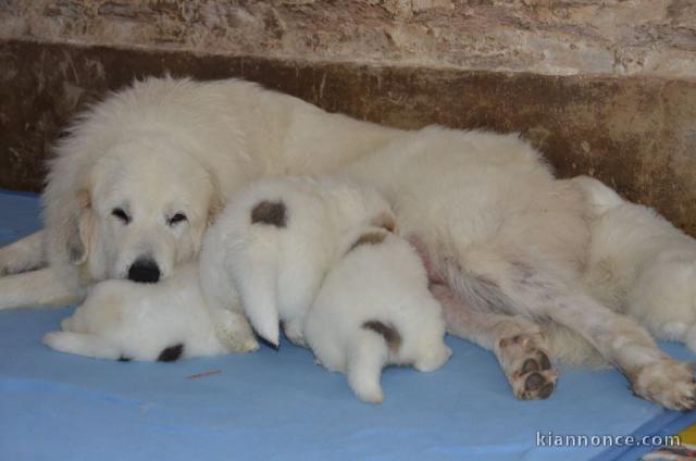 Chiots Bergers des Pyrénées 3 males et 2 femelles