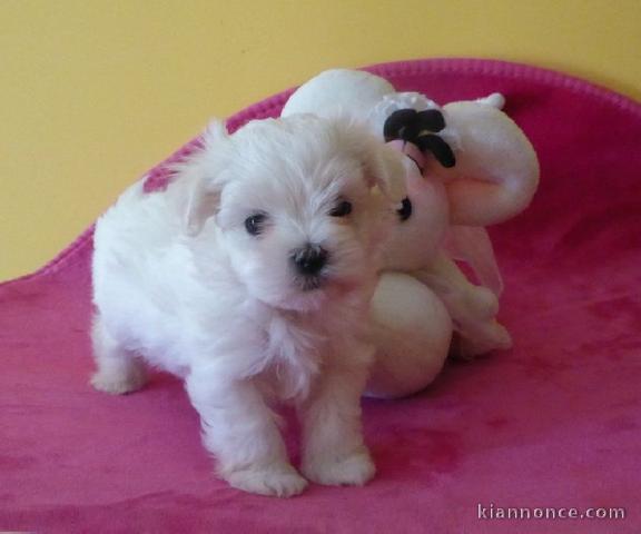  A donner très beau chiot Bichon Maltais femelle