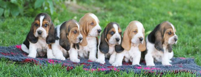 Superbes Bébés Basset Hound . Mâles et Femelles