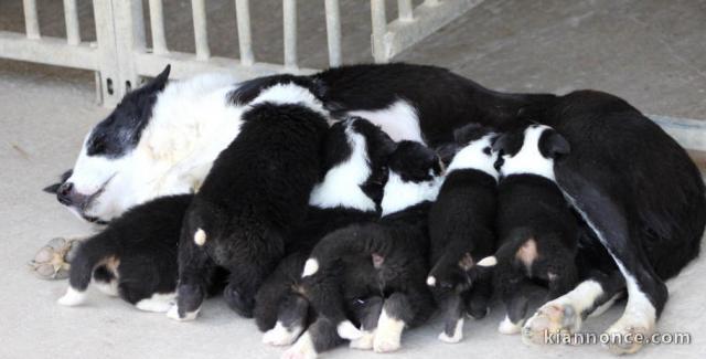 Magnifiques Chiots Border Collie Pure Race