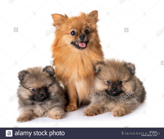 Magnifiques Chiots Spitz Nain Poméranien Pure Race