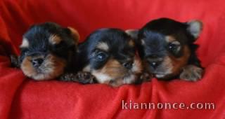  Superbes Chiots Yorkshire Terrier Pure Race