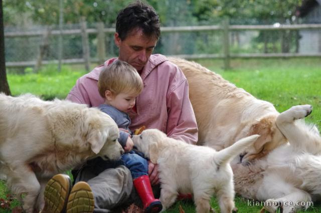 Magnifiques Chiots Golden Retriever Pure Race