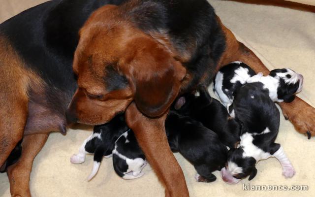  Magnifiques Chiots Beagle Pure Race