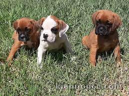 adorable chiot boxer a donner