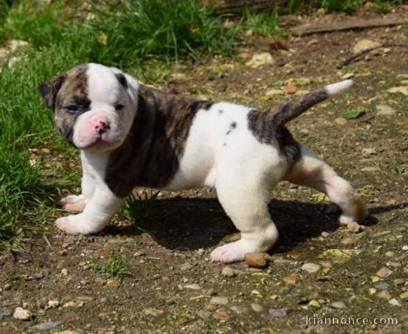 Don de chiot bouledogue américain trois mois