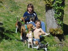 Chiots Beagle recherchent famille