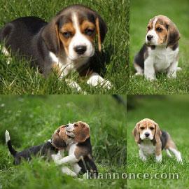 Chiots Beagle recherchent famille