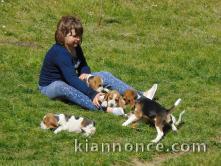 Chiots Beagle recherchent famille