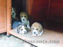 Chiots Beagle recherchent famille