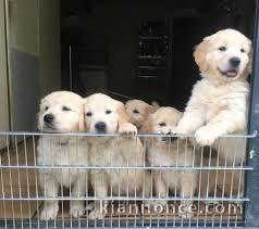 Chiots Golden retriever