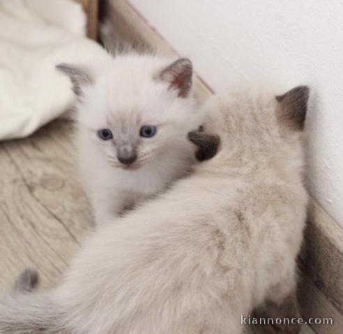 Chaton très gentil et adorable 