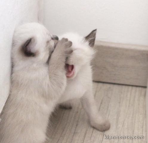 Chatons très gentil et adorable 