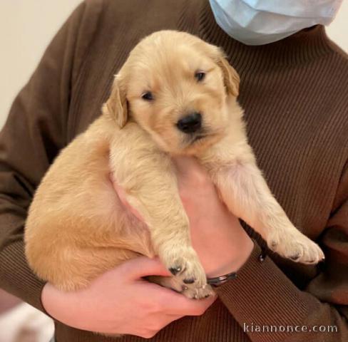 Adorables chiots golden retriever couleur or a adopter