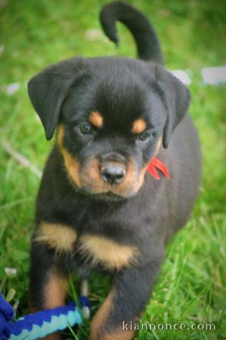 Jolie portée de chiots rottweiler