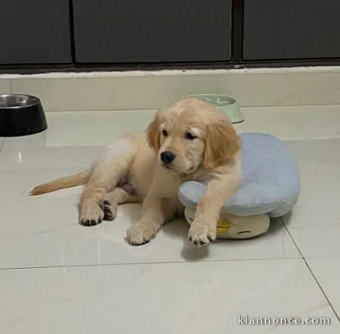 Adorables chiots golden retriever couleur or a adopter