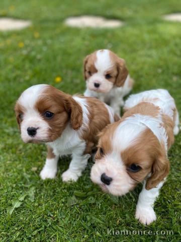 adorable chiots cavalier king charles 