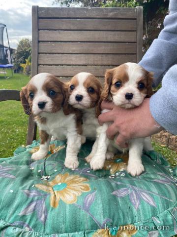 adorable chiots cavalier king charles