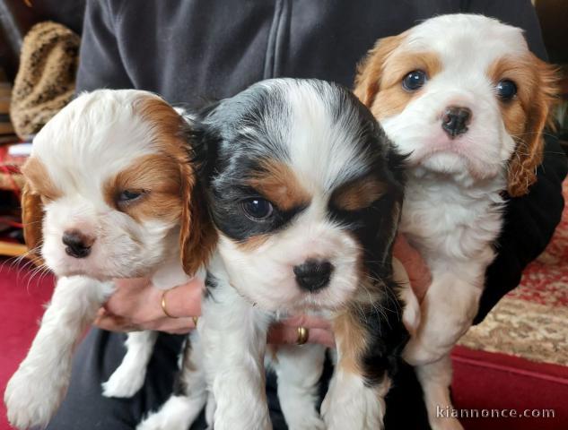 adorable chiots cavalier king charles