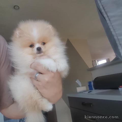 adorable chiots spitz nain