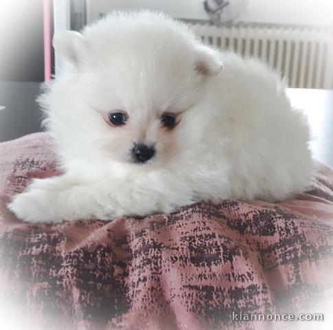 adorable chiots spitz nain