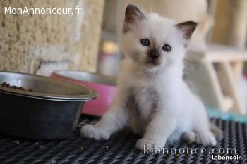 adorable chatons sacre de birmanie