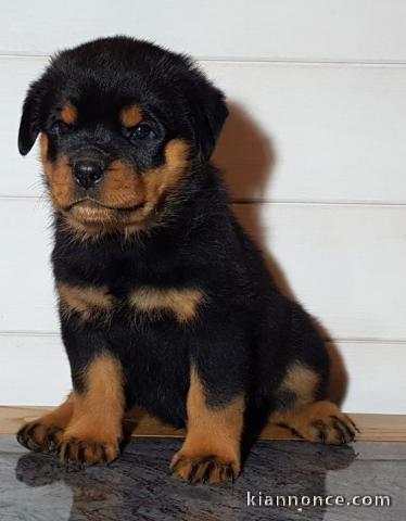 Superbe Chiot rottweiler a donner contre bon soin