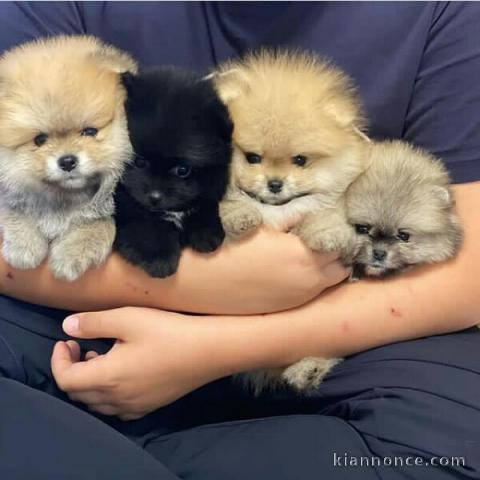 Adorables chiots pomeranien à adopter