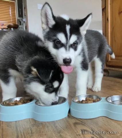 Chiots husky croisé à adopter