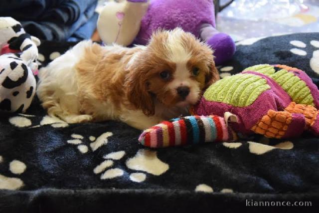 A DONNER chiot Cavalier King Charles femelle