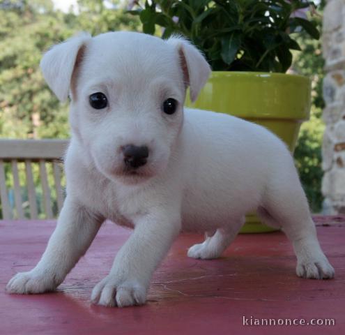 Chiot race Jack Russell Terrier Femelle à donner