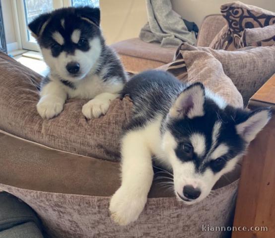 Urgent Adorables chiots husky à donner 