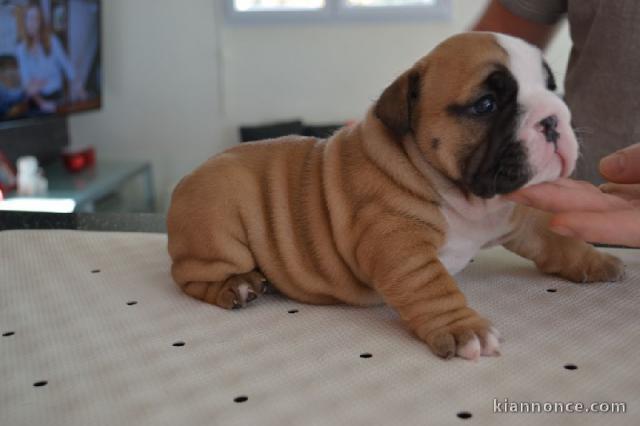 Petite Chiot Bulldog Anglais femelle à donner