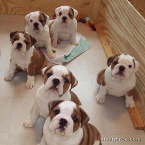 american bully puppies